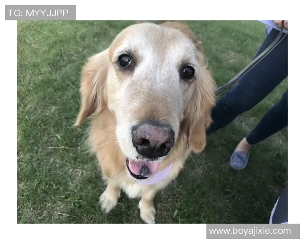 足球明星宠物大比拼谁才是养宠高手揭秘明星背后的萌宠生活